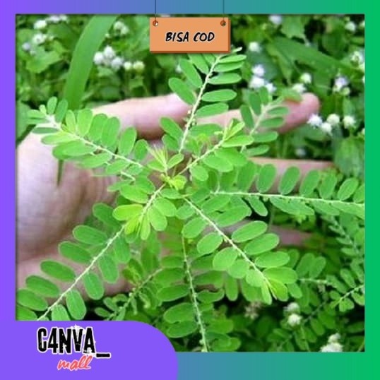 

Daun Meniram segar Herbal antioksida 500gr