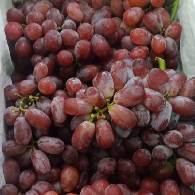 

ANGGUR CRIMSON MERAH TANPA BIJI