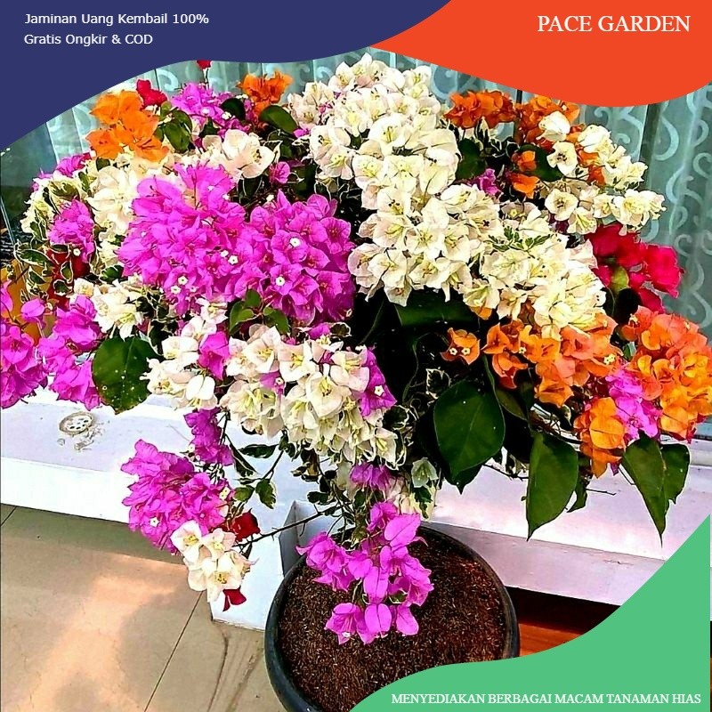 Bougenville 5 Warna - Tanaman hias bunga dan dekorasi