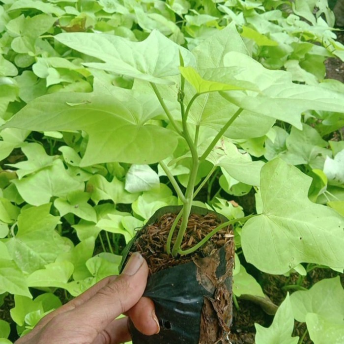 (TERLARIS!!) Tanaman hias Ubi kuning / Tanaman menjalar ubi kuning