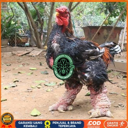 

Telur ayam dong tao / telur ayam hias / telur fertil siap kirim UD_SUPER_UNGGUL_ID