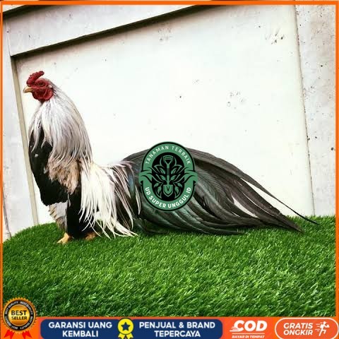 

Telur ayam hias ga tre than chau fertil siap ditetaskan Langsung UD_SUPER_UNGGUL_ID