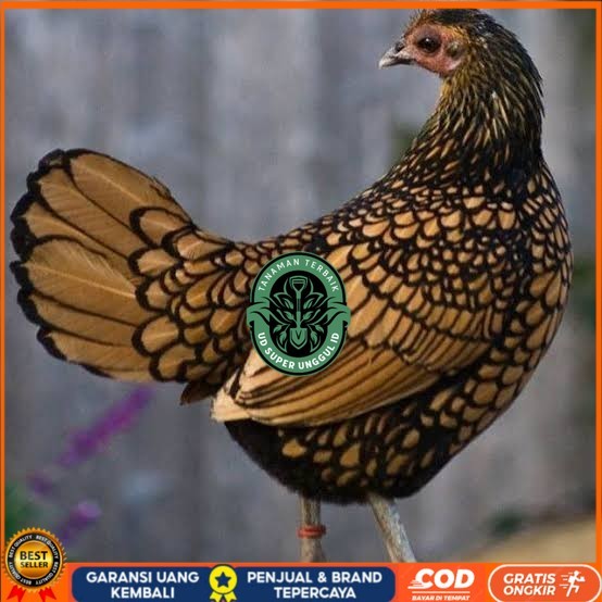 

Telur ayam serama / kate batik italy kanada fertil asli siap tetas UD_SUPER_UNGGUL_ID