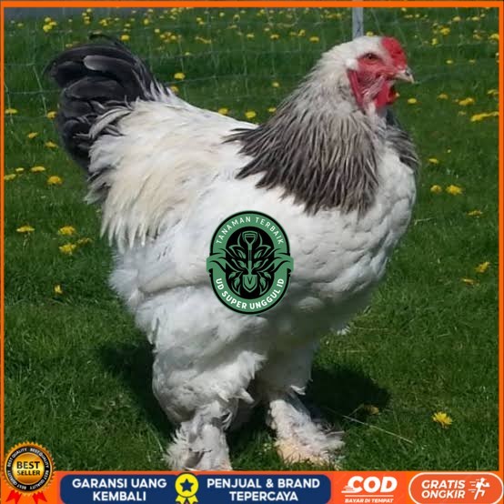 

Telur ayam hias brahma fertil siap ditetaskan UD_SUPER_UNGGUL_ID