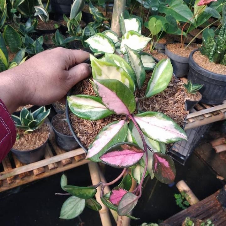 Tanaman hias Hoya Cornosa Varigata - Hoya Tricolor