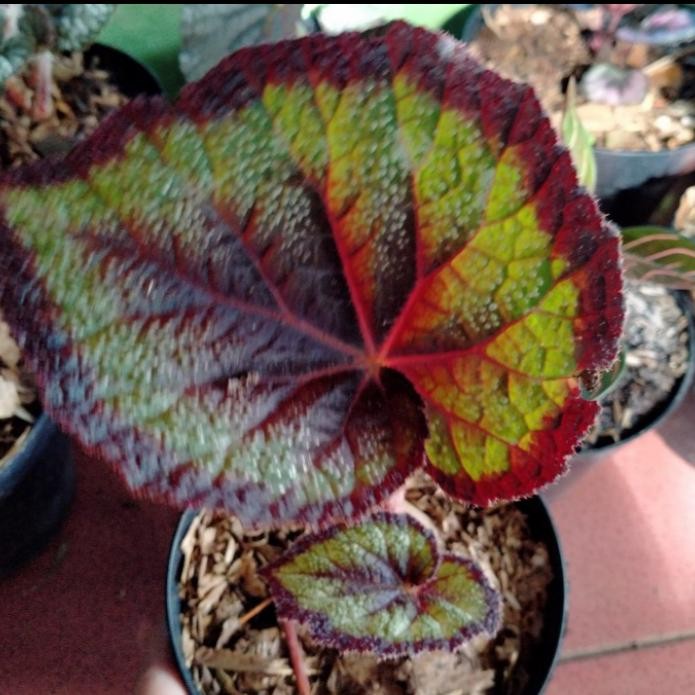 Tanaman hias begonia rex Merry - tanaman hias begonia