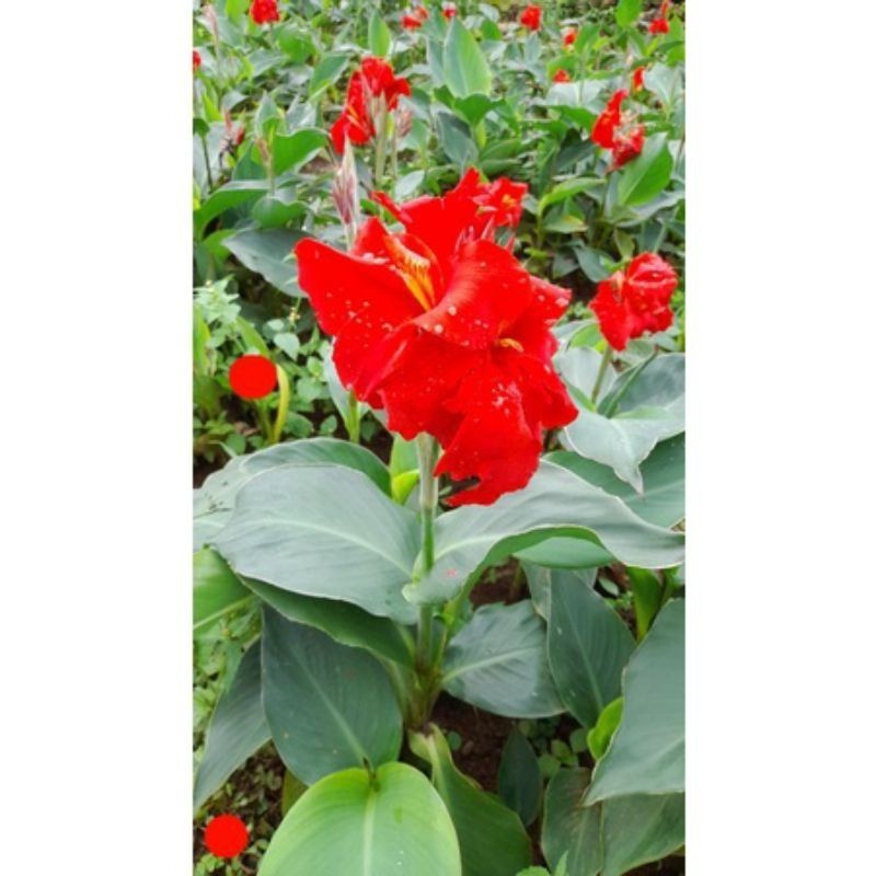 Tanaman Hias Canna Hijau/Kana Bunga Merah