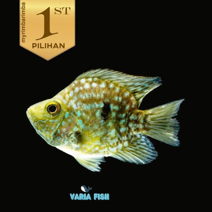 PREMIUM quality Green Texas Cichlid Short Body Ikan Hias Aquascape Hiasan Aquarium