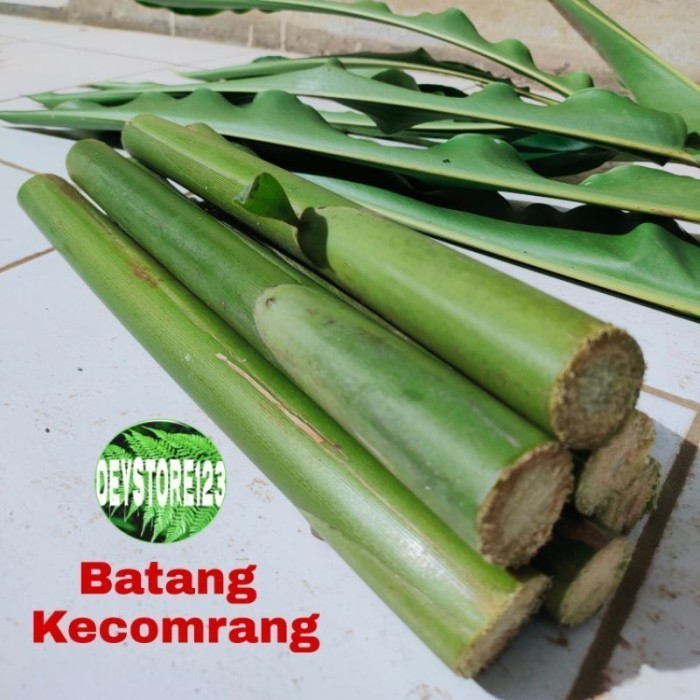 

pohon batang kecombrang atow honje 1kg Herbal COD