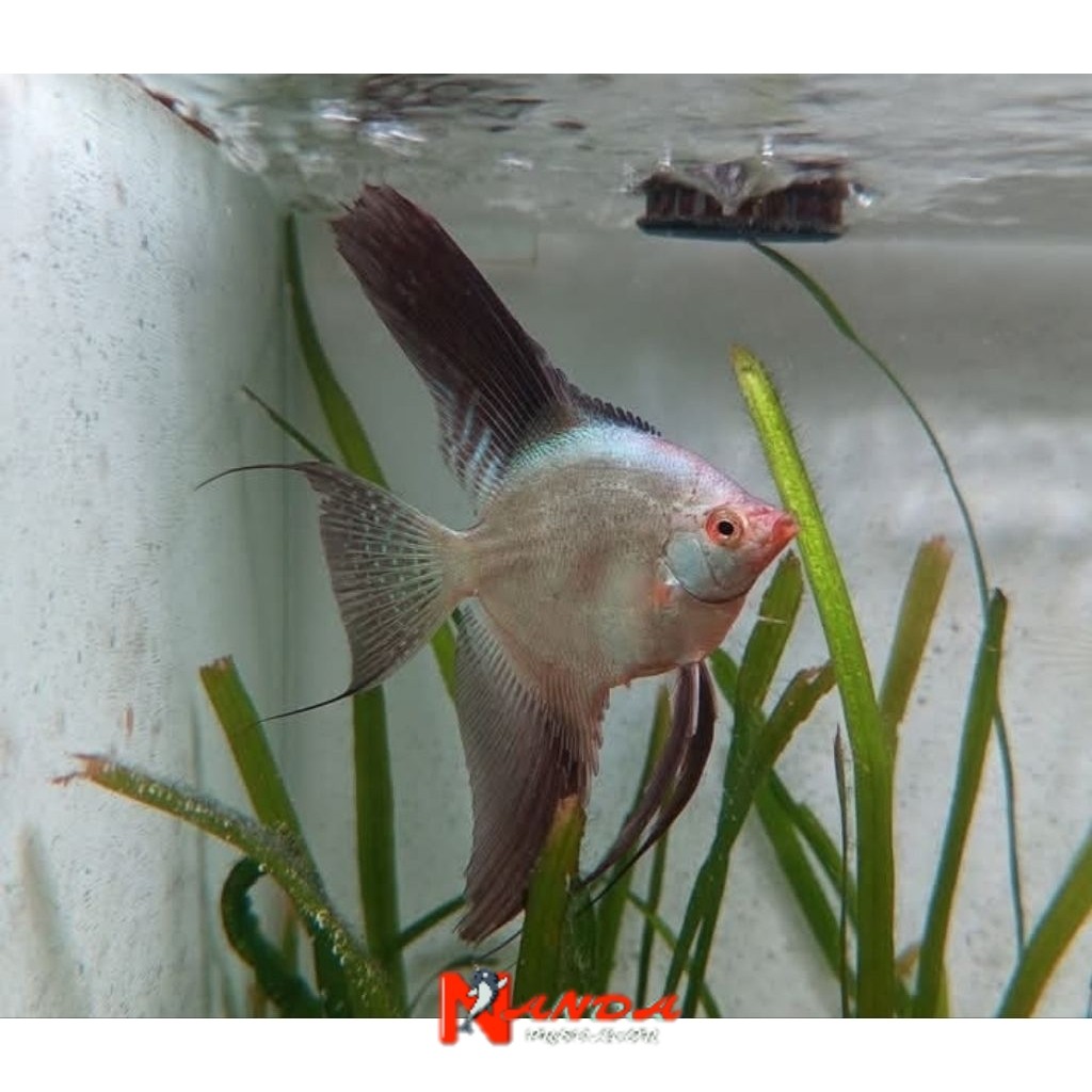 Bulgarian Seal Point Angelfish 4-5 cm manfish BSP aquascape