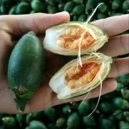 

Buah pinang muda . berkualitas trimakasih 1000 gram