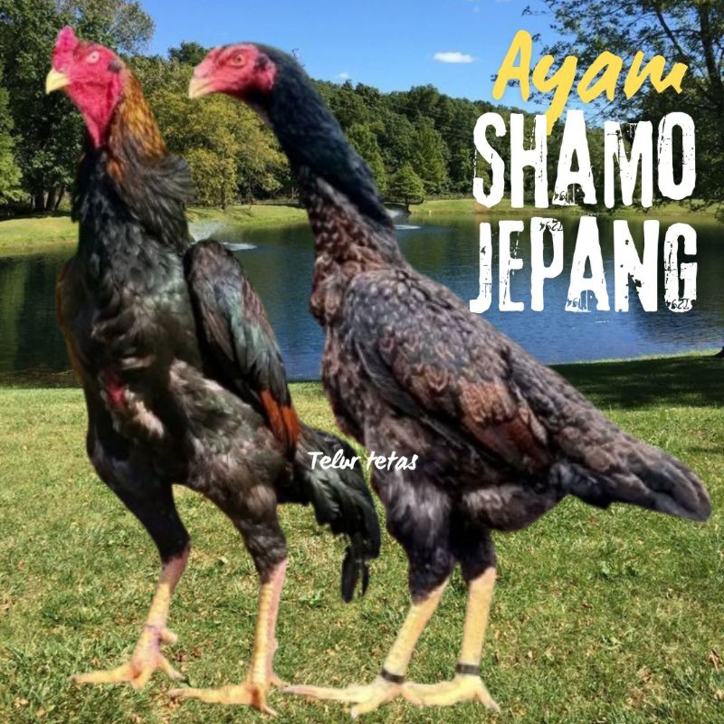 

telur ayam shamo jepang ori bisa untuk di tetaskan