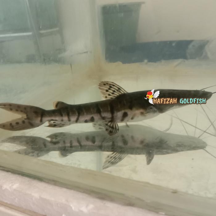 Ikan Tiger Catfish Tsn 8-10 cm#Gratisongkir
