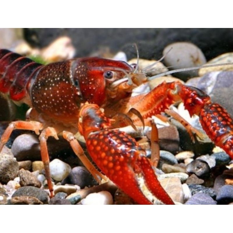 Termurah Indukan Lobster Hias Coklat