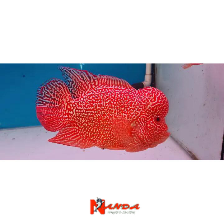 shine Burayak Louhan GB Cencu beli3bonus1 3-5 cm bergaransi