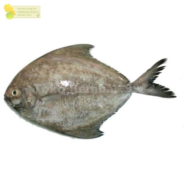 Ikan Bawal Segar 1Kg Ikan Bawal Hitam Ikan Bawal Laut