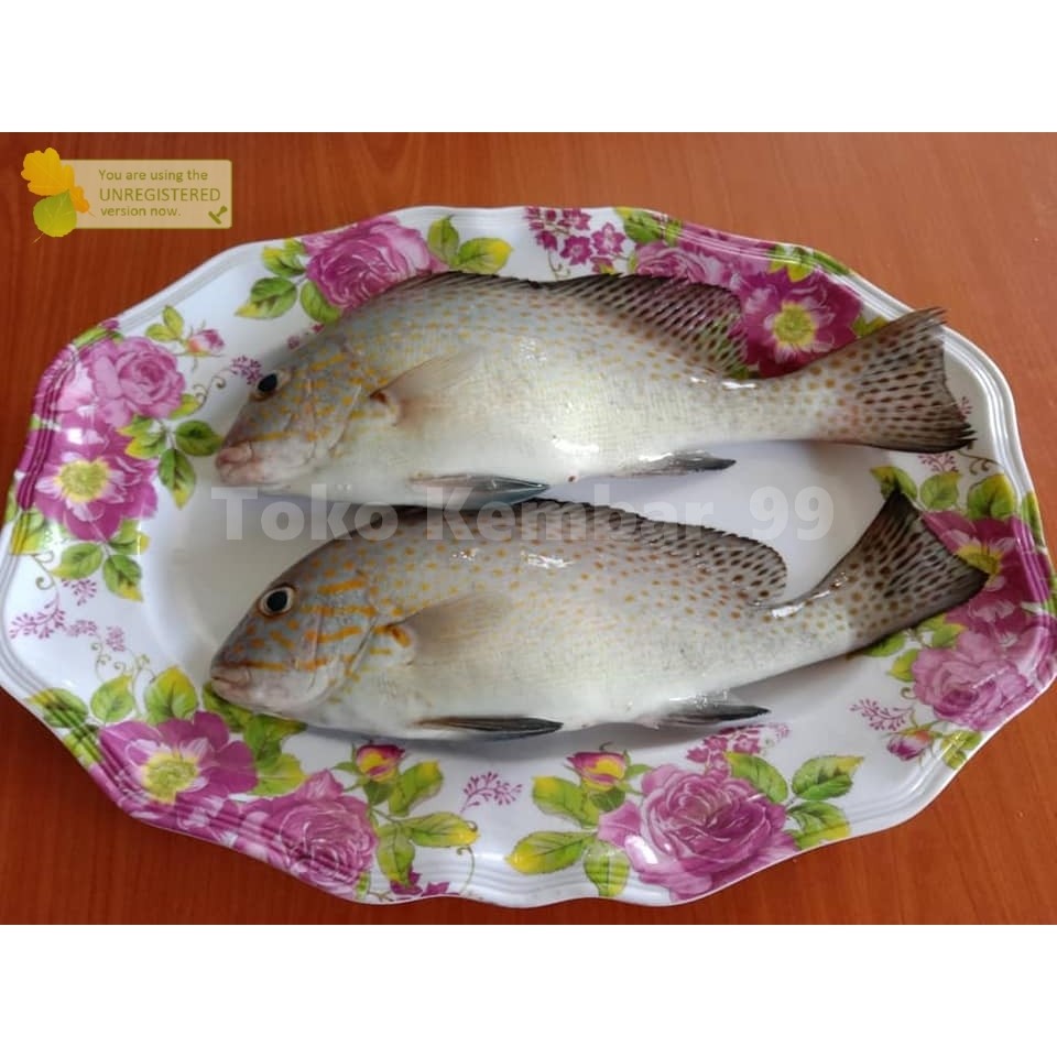 

Ikan Segar 1Kg Ikan Kaci Segar Ikan Kaci Kaci Utuh