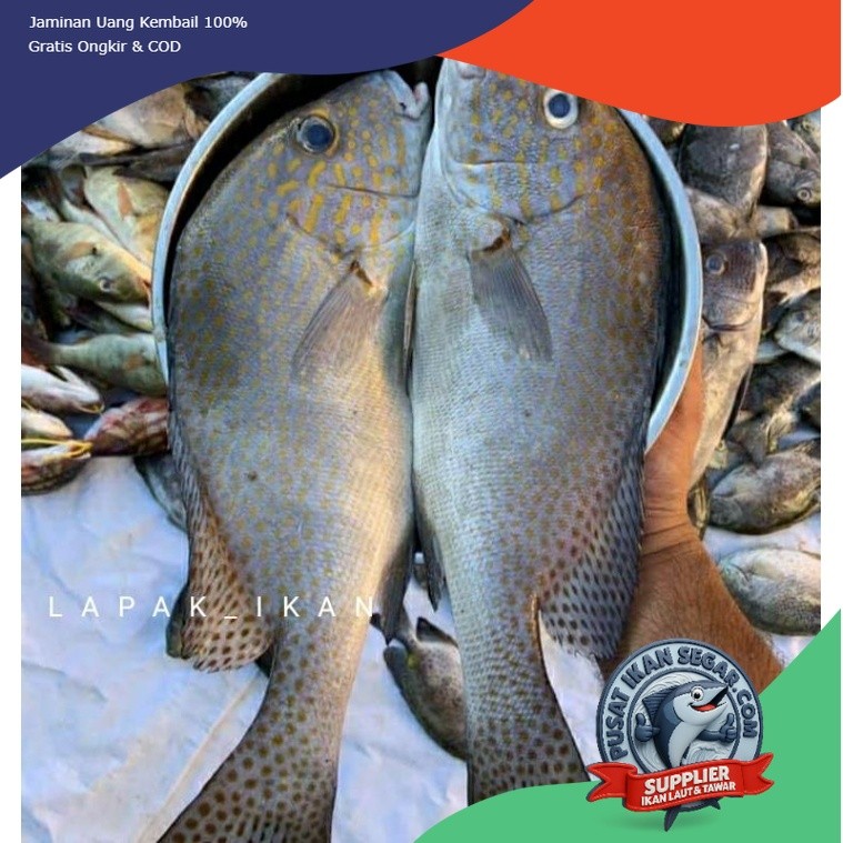 

Ikan Kakap Kaci Fresh Premium 1Kg - Kirim Hari Ini - Higienis Vakum - Tanpa Pengawet - Siap Masak