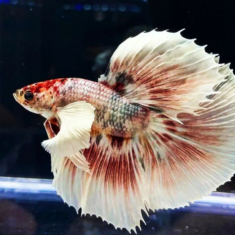 stiker anomali Hm Cupang Dumbo ear Cupang multicolor