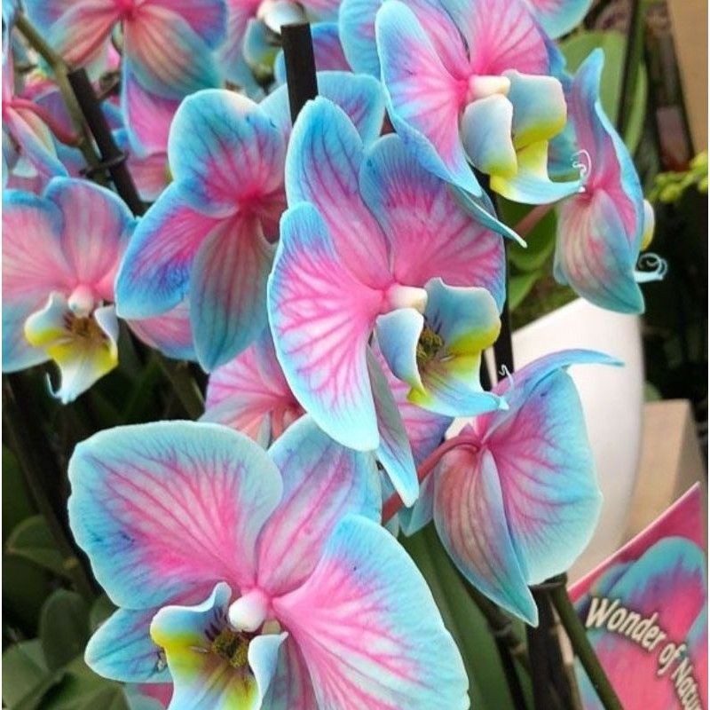 Batang anggrek dendrobium bung GALAXY