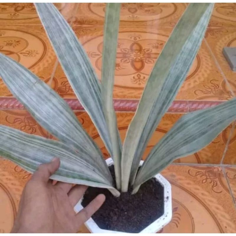 Tanaman hias sansivera betel | bantel metalica | lidah mertua silver