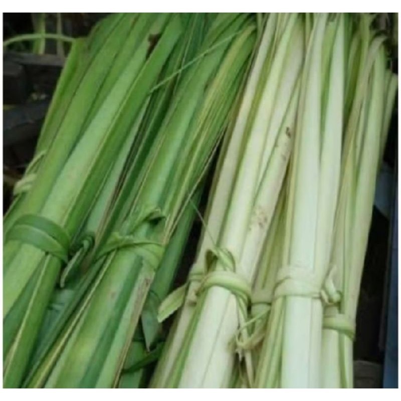 

janur, daun kelapa muda fresh