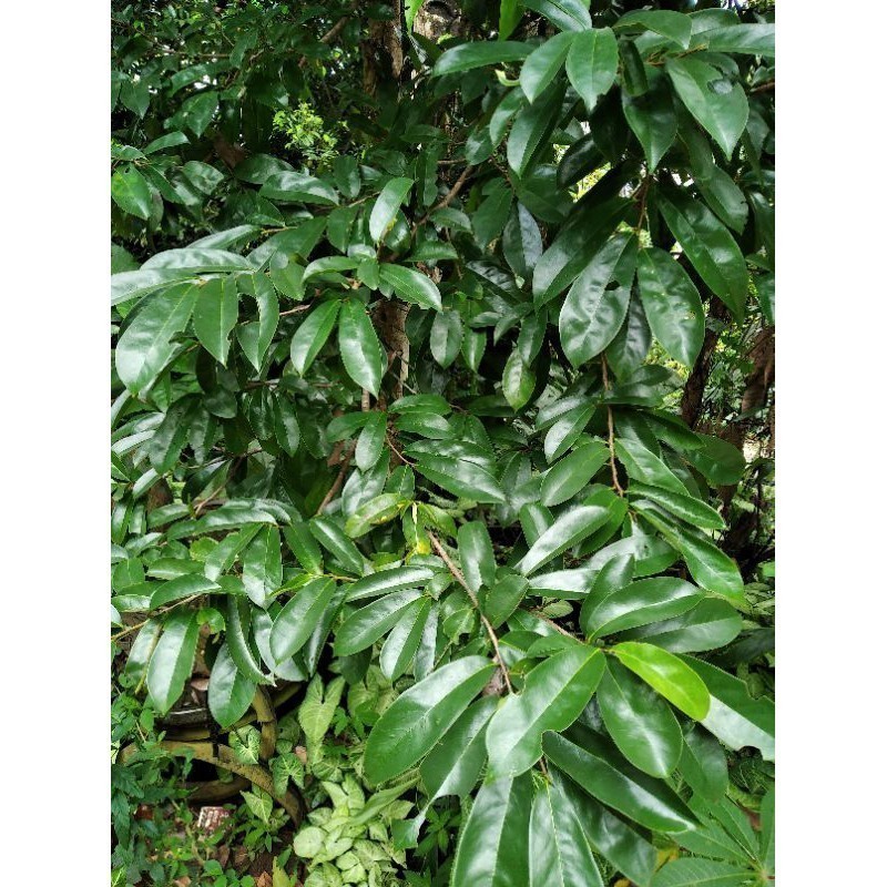 

Promo daun sirsak segar obat herbal/Daun sirsak fresh 100 gram B.L.K