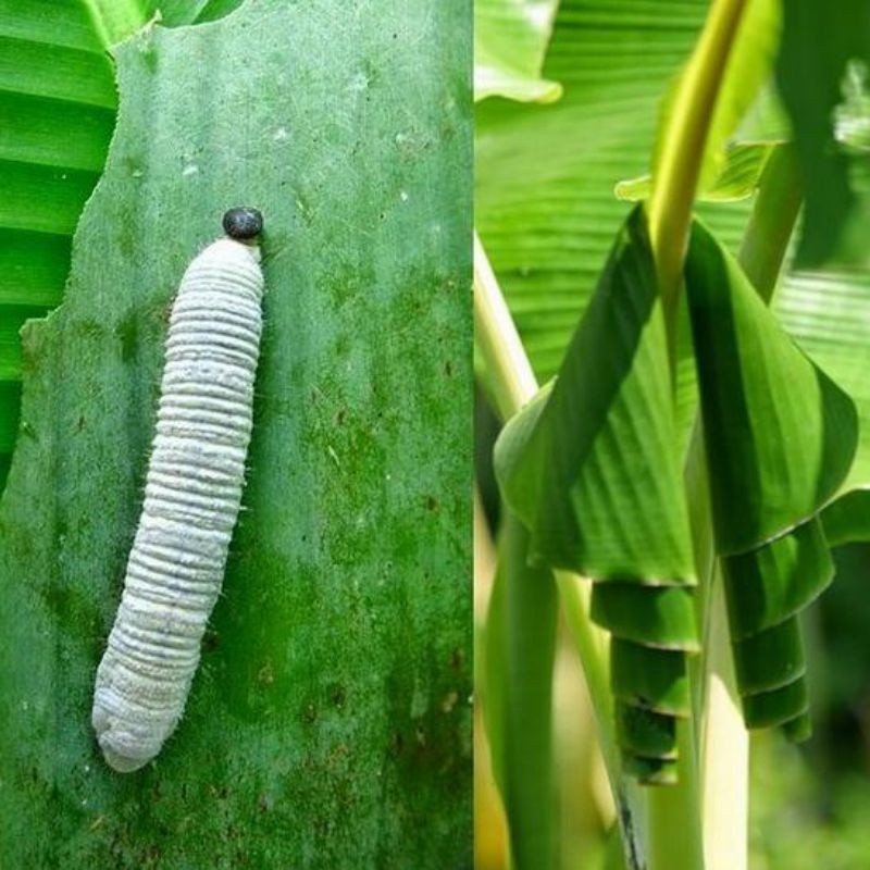 ulat daun pisang 20ekor untuk umpan mancing Berkhualitas