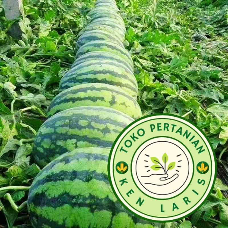 TELAH HADIR BENIH SEMANGKA MERAH MADE F1 SPESIAL benih unggul tanaman semangka merah