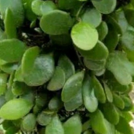 

100gr DAUN SISIK NAGA DAUN PICISAN DAUN OBAT HERBAL A.L_96 Yulianti726