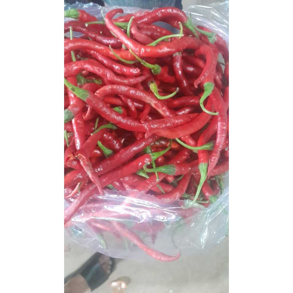 

Promo CABAI MERAH KERITING 1/2 KG & 1 KG
