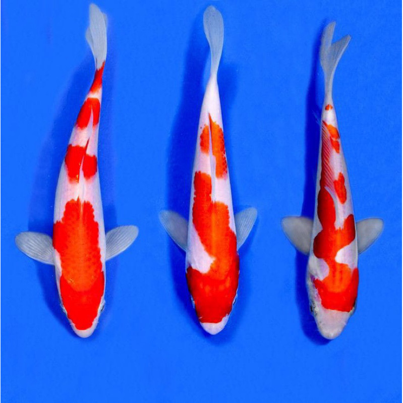 arstistik PAKET 4 IKAN KOI KOHAKU SANKE BERKUALITAS GRADE A