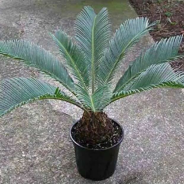 Tanaman hias indor cycas - tanaman hias palm sikas pohon palem sikas dewasa
