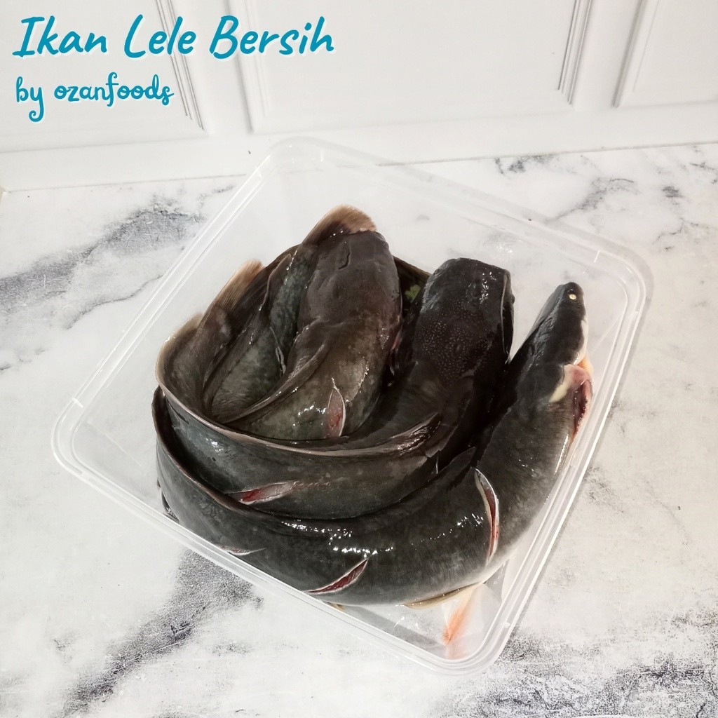 

Ikan Lele 1 kg