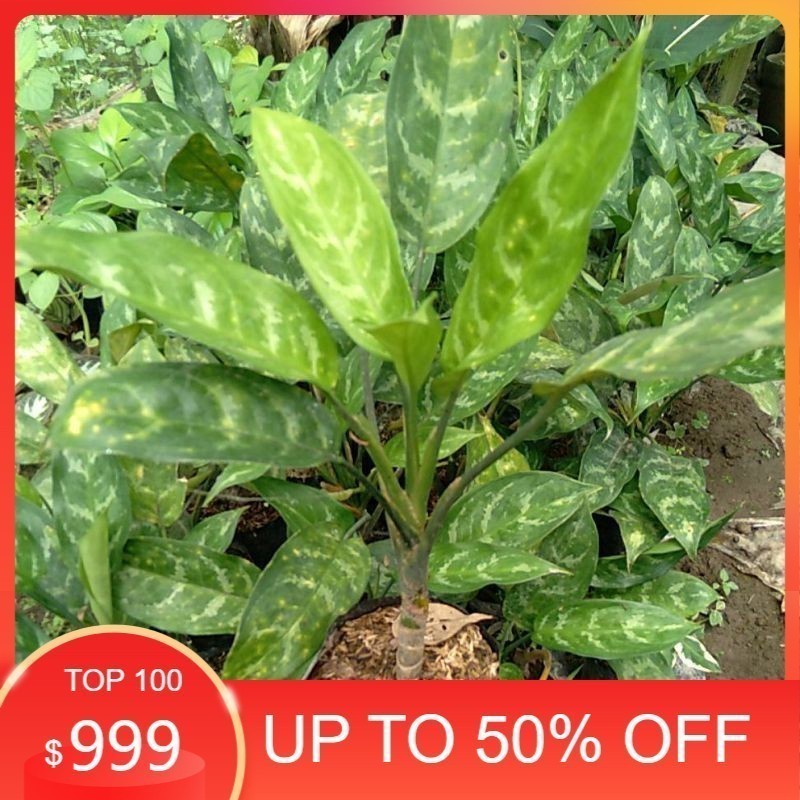 tanaman hias Tanaman Hias Sri Rejeki / aglonema Sri Rejeki segar mewah