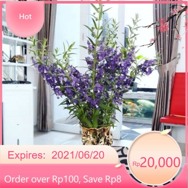 ( BISA COD ) Tanaman Bunga Lavender Asli Pengusir Nyamuk / Tanaman Hias Lavender Bunga Ungu & Putih 