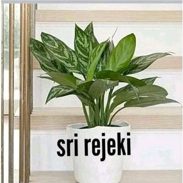 Tanaman Hias Tanaman Sri Rejeki / Aglaonema - Jumbo - (Best Seller) Joss paling murah