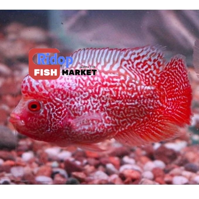 Perlengkapan akuarium Louhan Besar Mutasi Golden Base Cencu (GBC) Size 7 cm ridop