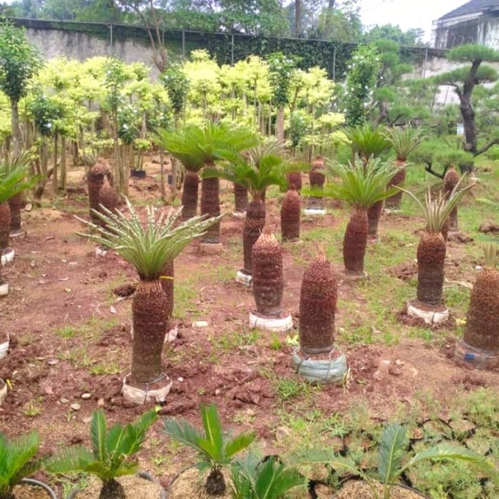 pohon palem sikas - tanaman palem sikas