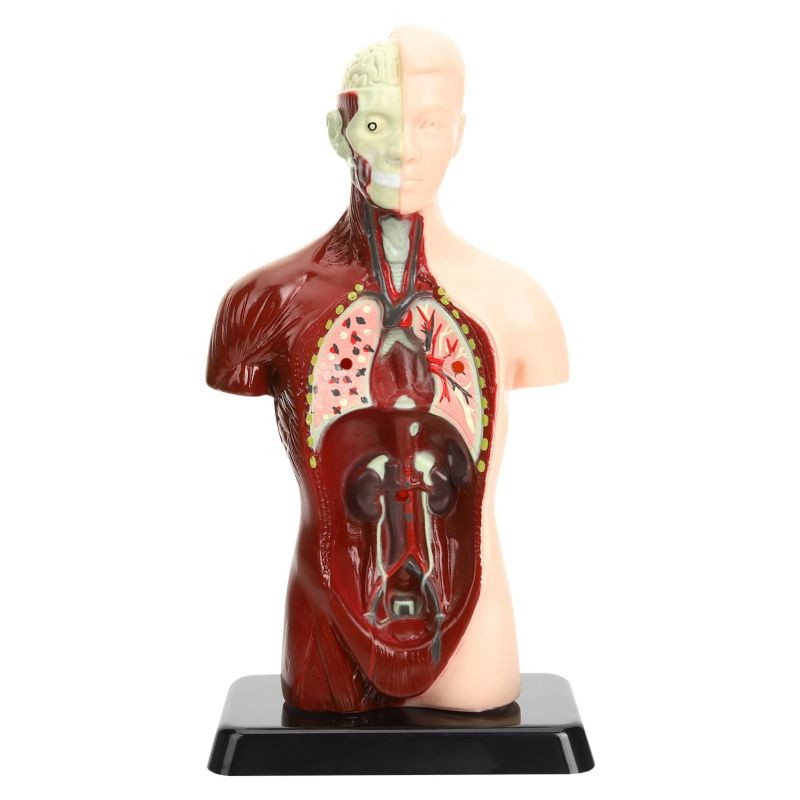 Mainan Rakitan Model Kerangka Manusia Kerangka Manusia Model Alat Peraga Edukatif Torso Anatomi Tubu
