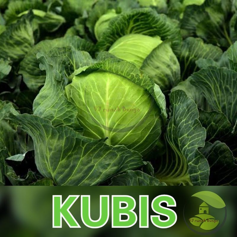 Benih  Kubis Kol Dataran Rendah Unggul  Sayur Kubis Kol Tahan Cuaca Bibit Berkebun Dirumah
