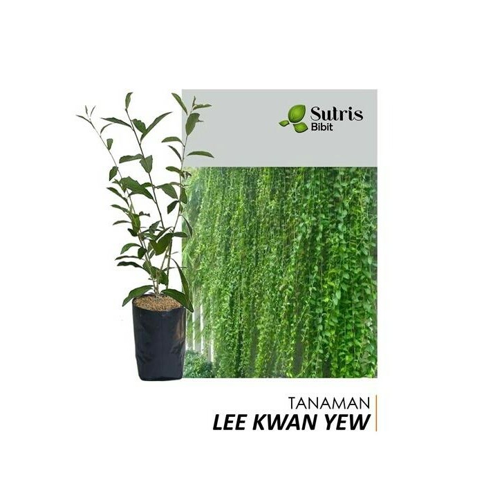 Tanaman Hias Merambat Lee Kwan Yew/Vernonia elliptica/Curtain Creeper