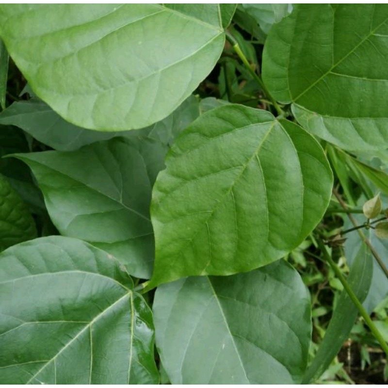 

PROMO DISKON Daun Dadap Serep Segar 1 Kg / Dadap Ayam / Pelancar ASI / Penurun Panas BAHAN TERBAAIK