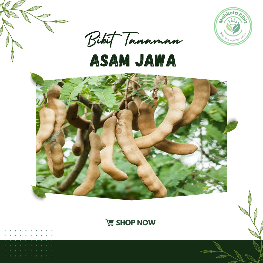 Bibit Tanaman Asem Jawa asam jawa bumbu masak