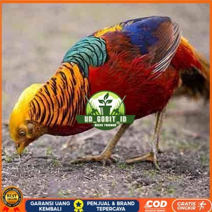 

telur ayam golden pheasant hias fertil siap ditetaskan - golden pheasant UD_GOBIT_ID