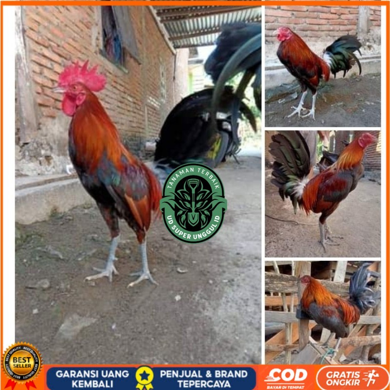 

Telur Ayam Fhilipin Hanya Untuk Ditetaskan UD_SUPER_UNGGUL_ID
