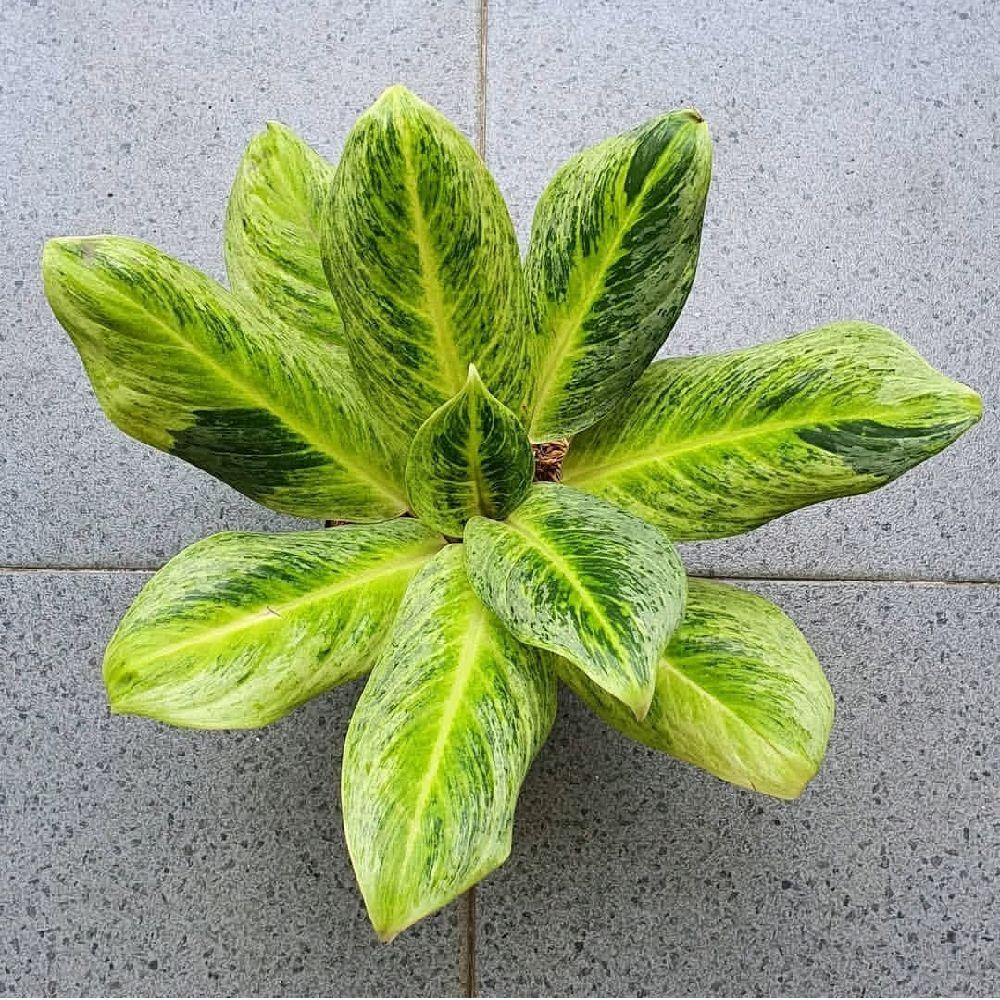 Tanaman Hias Aglonema Sundrop - Aglonema Sundrop
