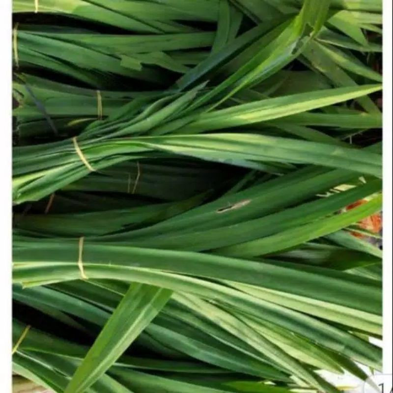 

Daun Pandan Wangi Segar Fresh per 5 lembar [ GOS ] Kita Store03 ^_^