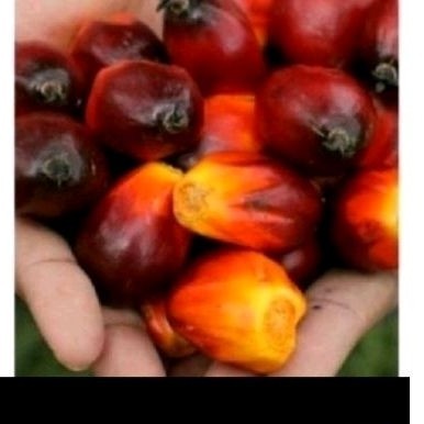 

buah sawit sgar 1 kg upan pancing ..