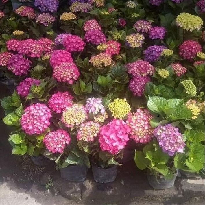 Tanaman Pancawarna Berbunga Hortensia holland sudah berbunga